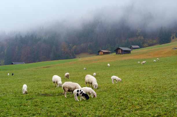 秋季牧场草场羊群