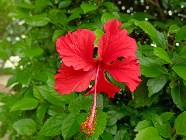 月季花花朵与花蕾