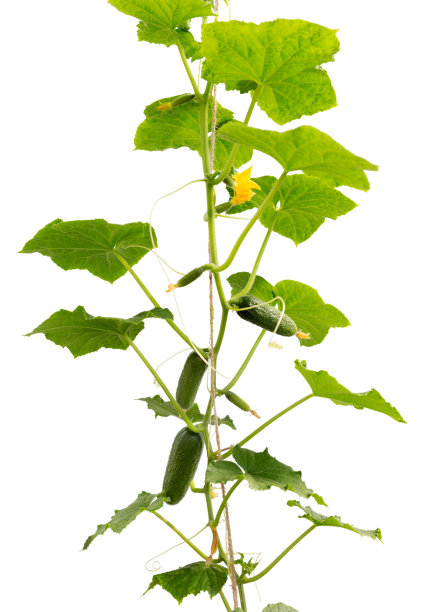 cucumber