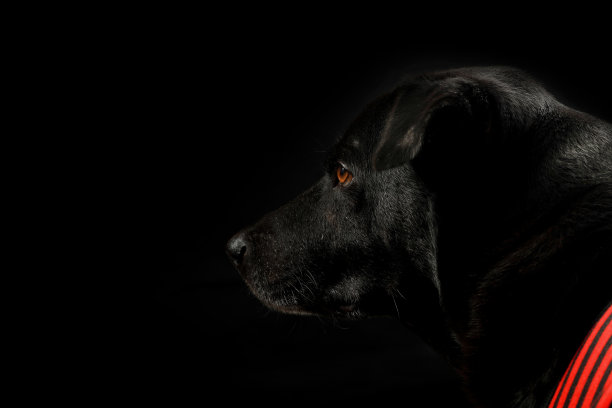 黑色拉布拉多犬 
