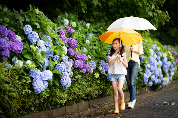 绣球花少女