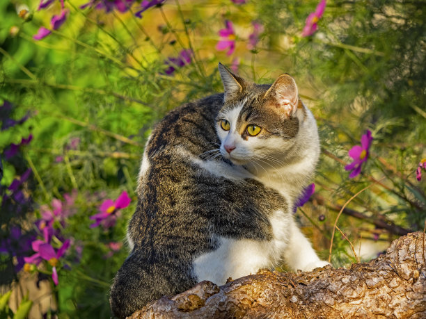 窗户鲜花小猫咪