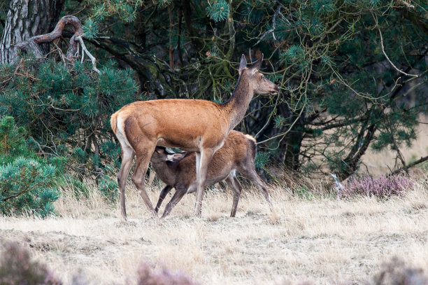 doe