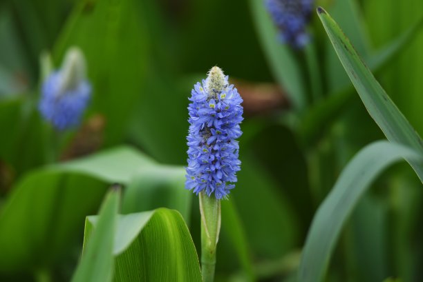 梭鱼草花