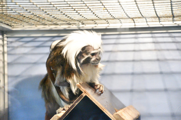 saguinus