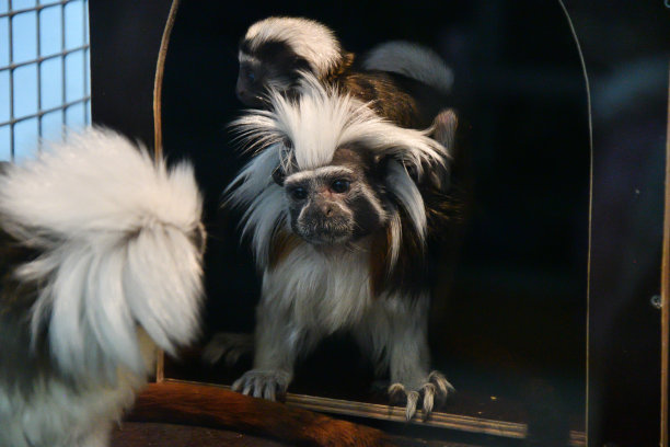 saguinus