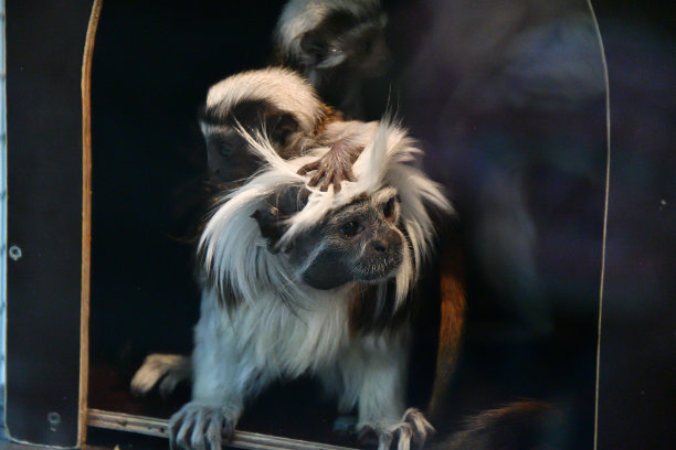 saguinus