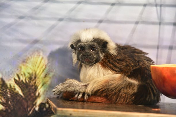 saguinus