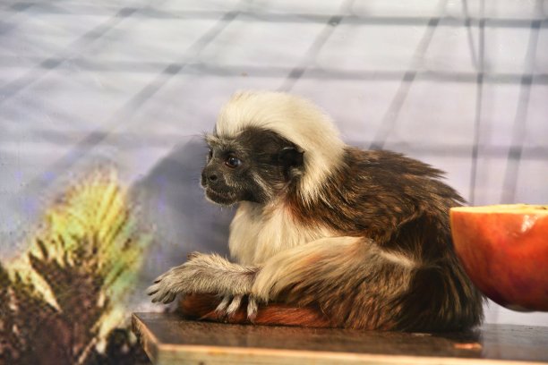 saguinus