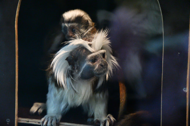 saguinus