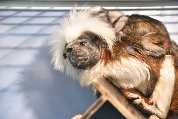 saguinus