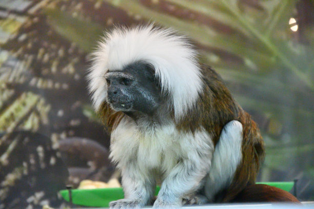 saguinus