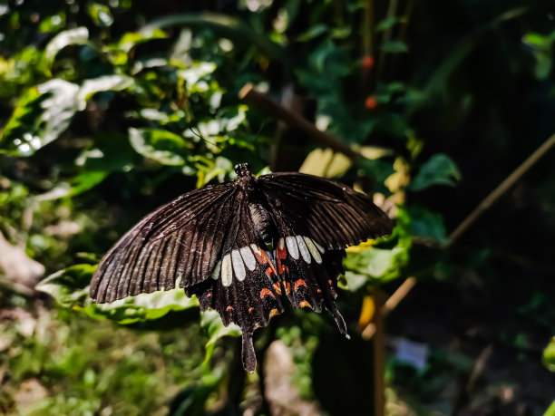 蝶变之美