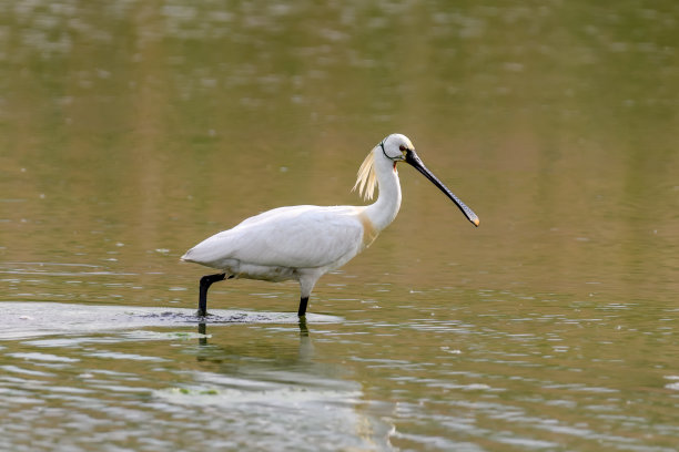 spoonbill