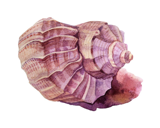 conch