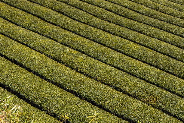 茶业 茶文化