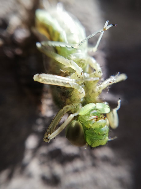 fragile