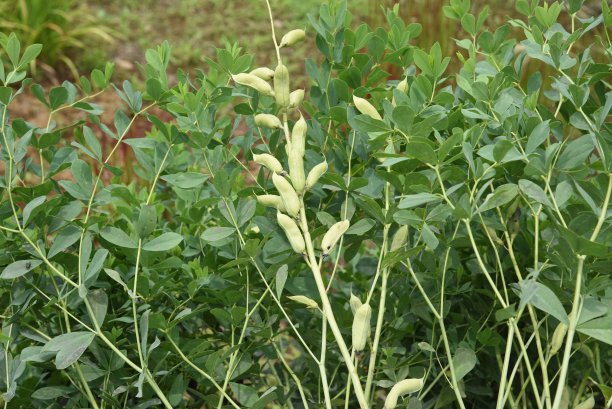 legume
