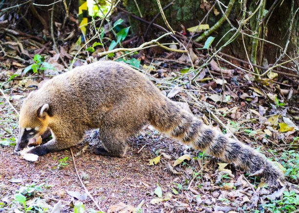 coatimundi