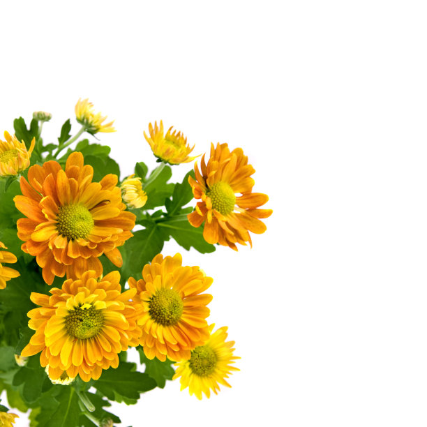 marguerite