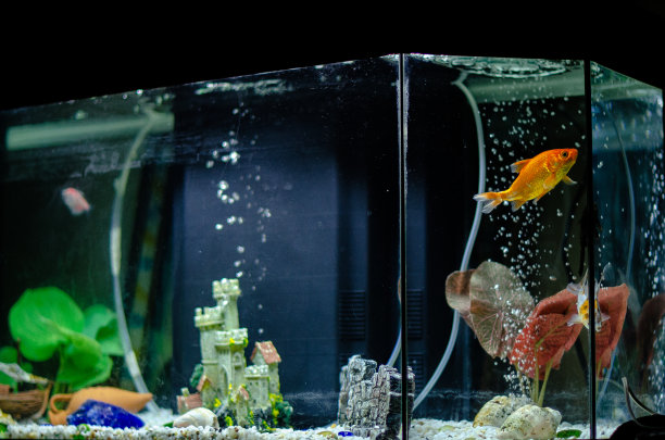 aquarium