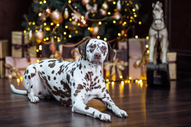 dalmatian