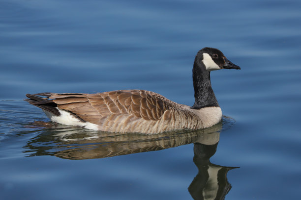 goose