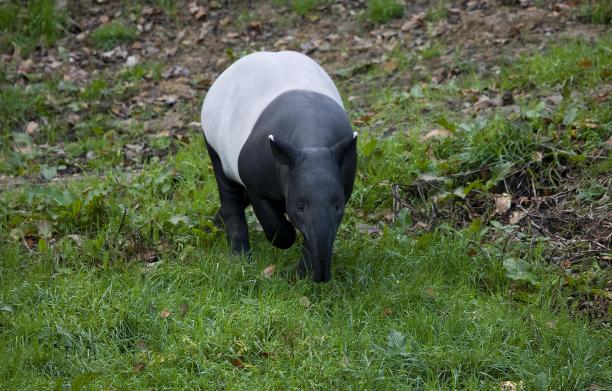 tapir