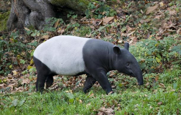 tapir