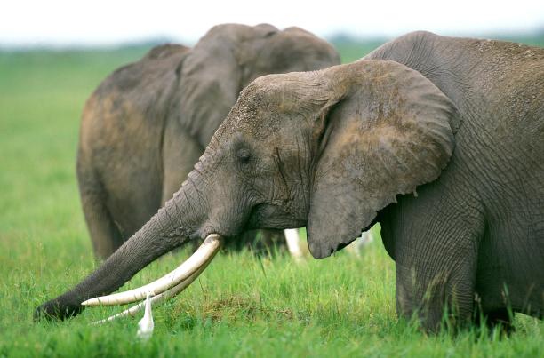 ivory