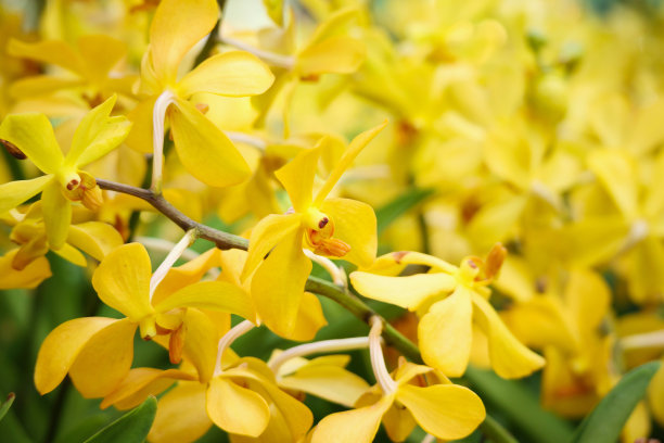 cymbidium