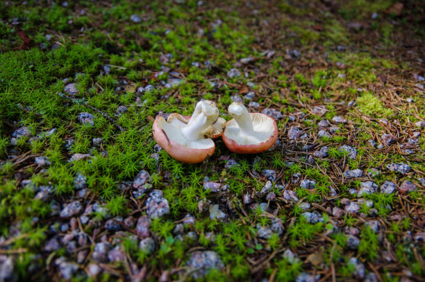 gills