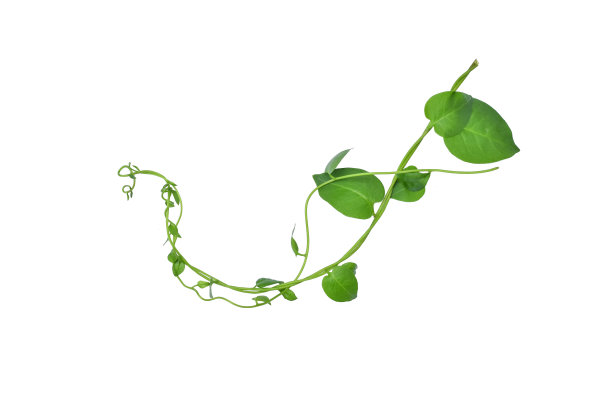 vitis