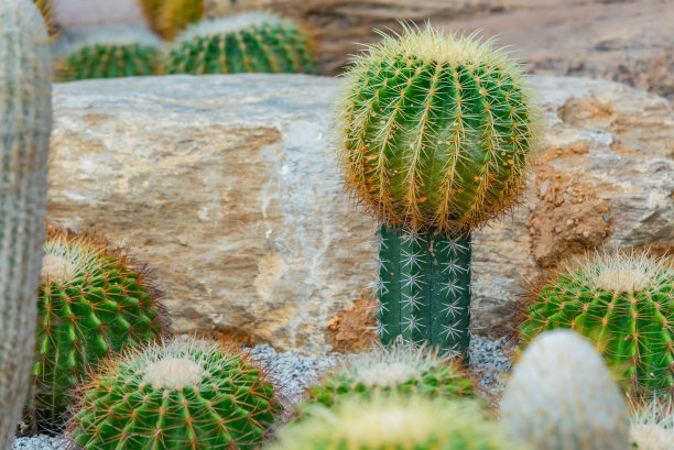 saguaro