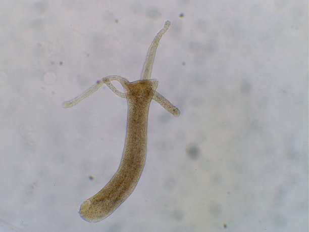 cnidaria