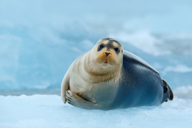 arctic
