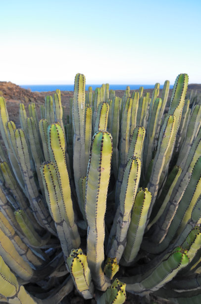 ocotillo