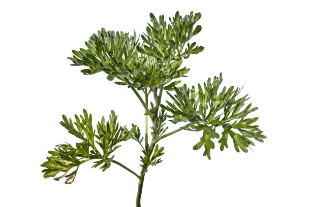 wormwood