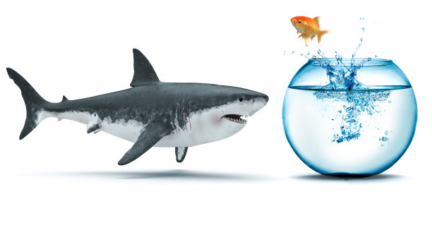 shark