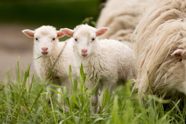 lamb