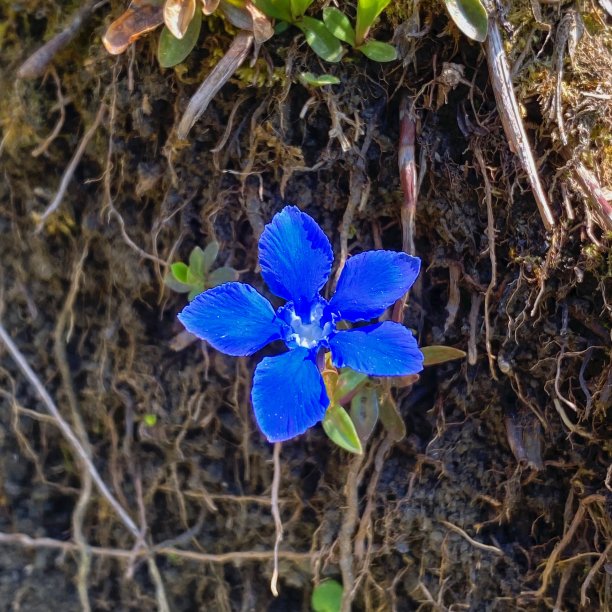 gentian