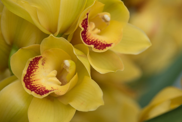 cymbidium