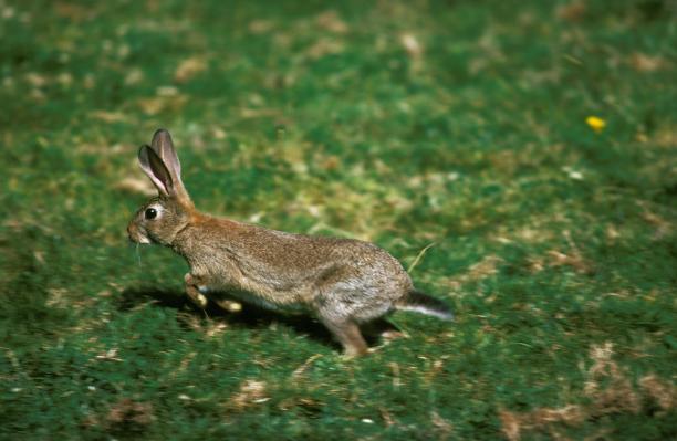 兔类动物