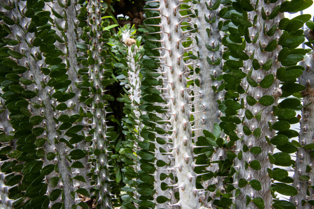 ocotillo