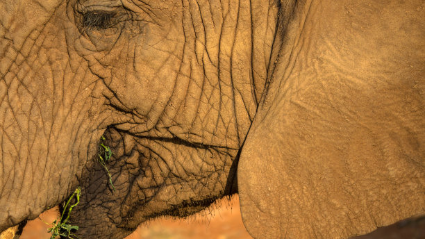 pachyderm