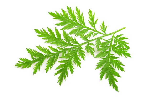 mugwort
