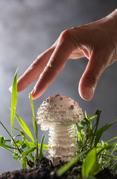 agaric