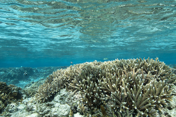 塞班岛浮潜