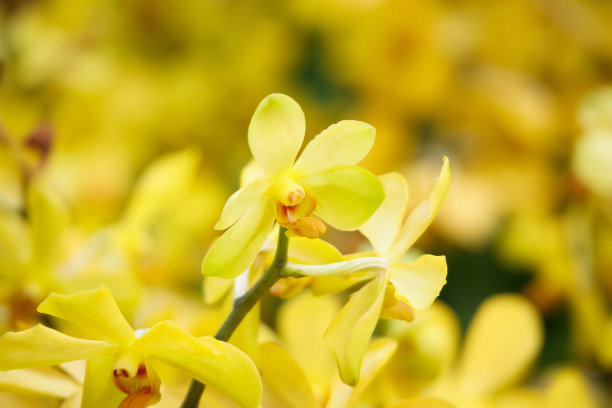 cymbidium