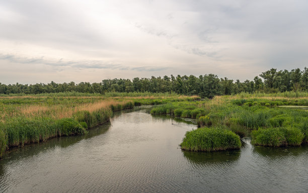 wetland